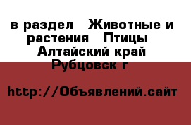  в раздел : Животные и растения » Птицы . Алтайский край,Рубцовск г.